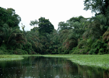 Тортугеро Национальный парк, Лимон провинция, Коста-Рика, фото № 40331 – фотографии Коста-Рики