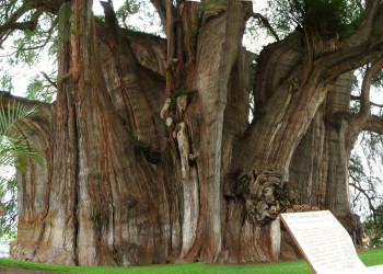 Кипарис El Arbol del Tule в Оахака, Мексика – фотографии Мексики