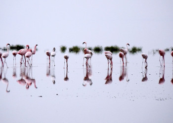 Натрон — солёное озеро, расположенное на севере Танзании. Фото 1 – фотографии Танзании