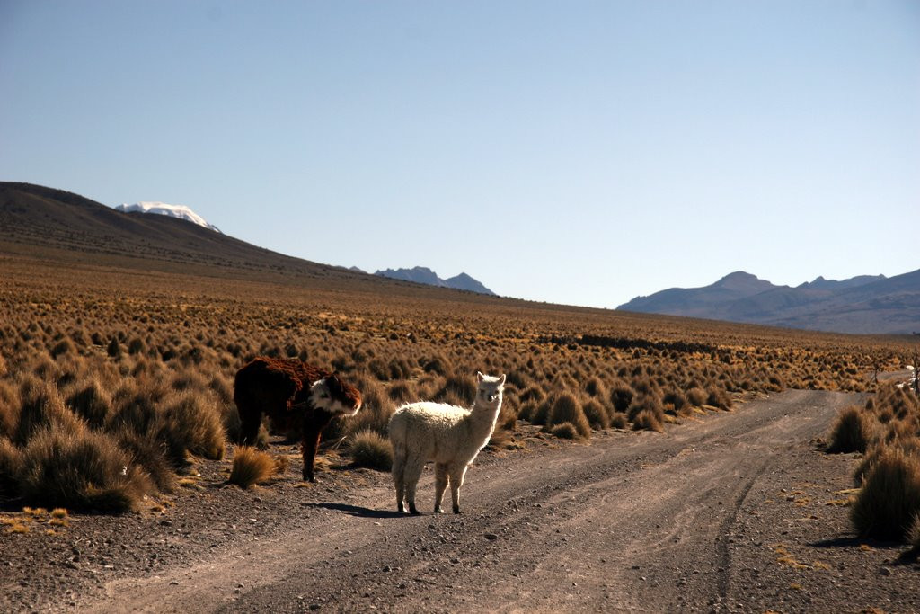 В национальном парке Сахама (Sajama National Park)  – фотографии Боливии