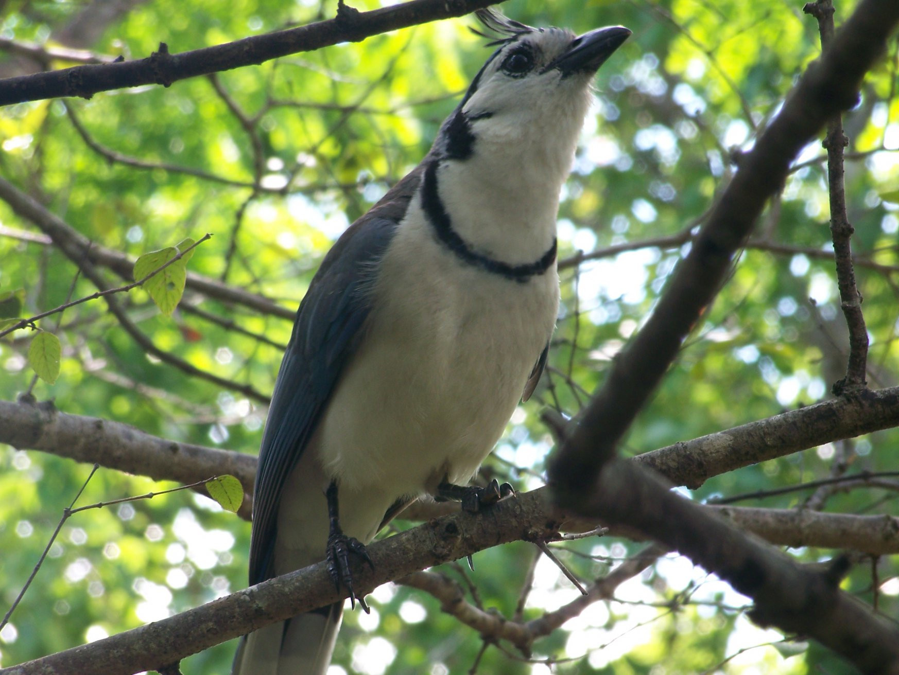Санта Роза Национальный Парк, Гуанакасте провинция, Коста-Рика, фото № 39323 – фотографии Коста-Рики