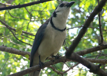 Санта Роза Национальный Парк, Гуанакасте провинция, Коста-Рика, фото № 39323 – фотографии Коста-Рики