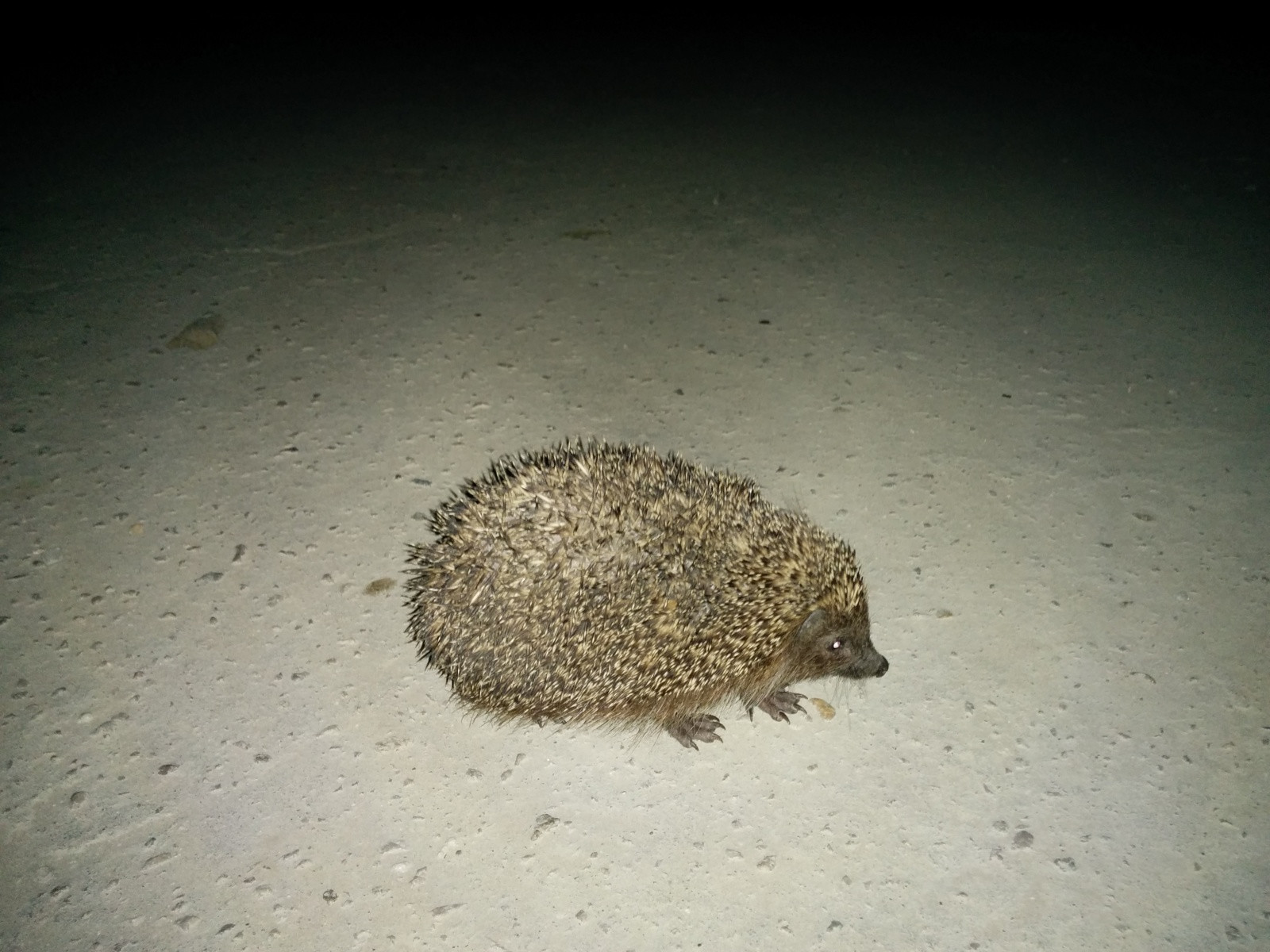 Ёжик в посёлке Южный, район Туапсе. Фото 1 – фотографии России