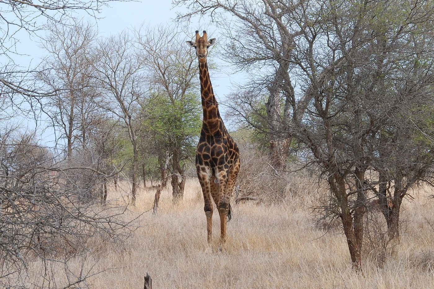 Жираф в национальном парке Крюгер, ЮАР – фотографии ЮАР