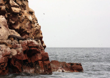 Морские котики на островах Бальестас – фотографии Перу