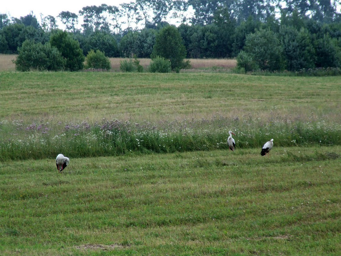Поле в Пушкинские Горы, Россия. Фото 3 – фотографии России