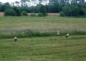 Поле в Пушкинские Горы, Россия. Фото 3 – фотографии России