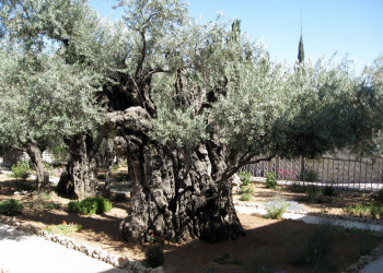 Иерусалим, Израиль, фото № 63973 – фотографии Израиля