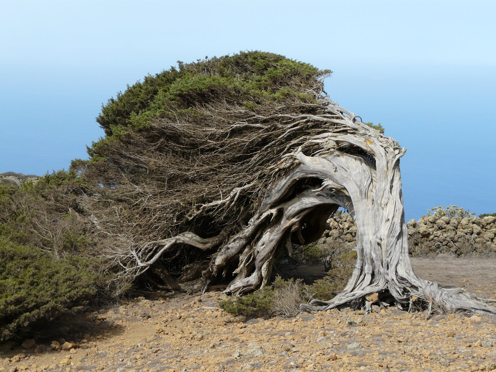 Эль-Йерро остров, Канарские острова, фото № 34686 – фотографии Канарских островов