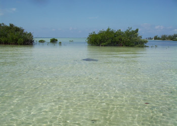 Море на острове Бимини, Багамские острова. Фото 10 – фотографии Багамских островов