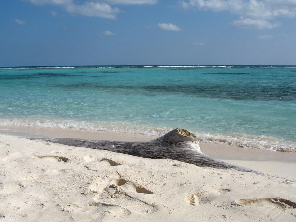 Байяибе, Доминикана, фото № 30260 – фотографии Доминиканы