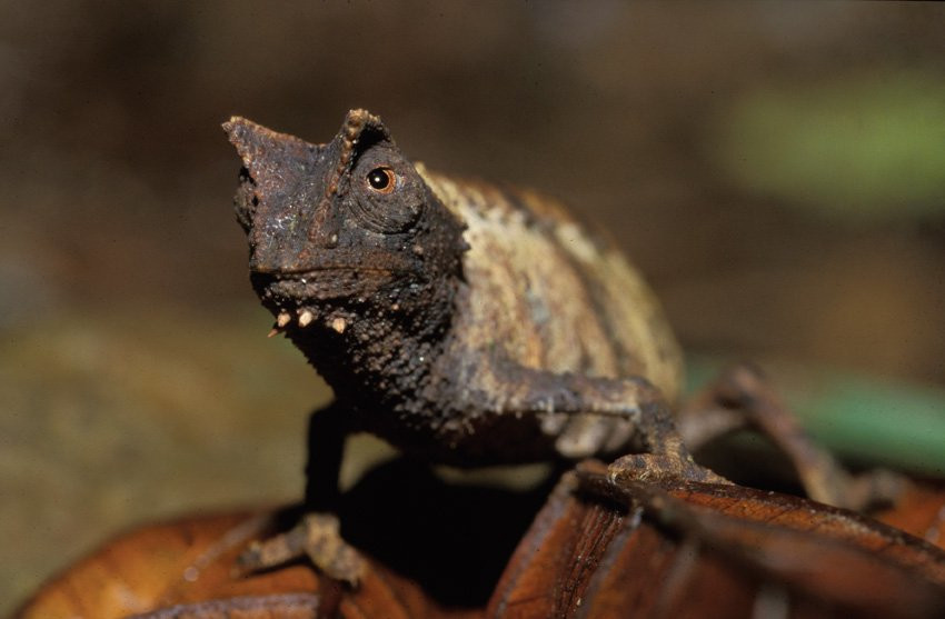 Мадагаскар, фото № 2144 – фотографии Мадагаскара