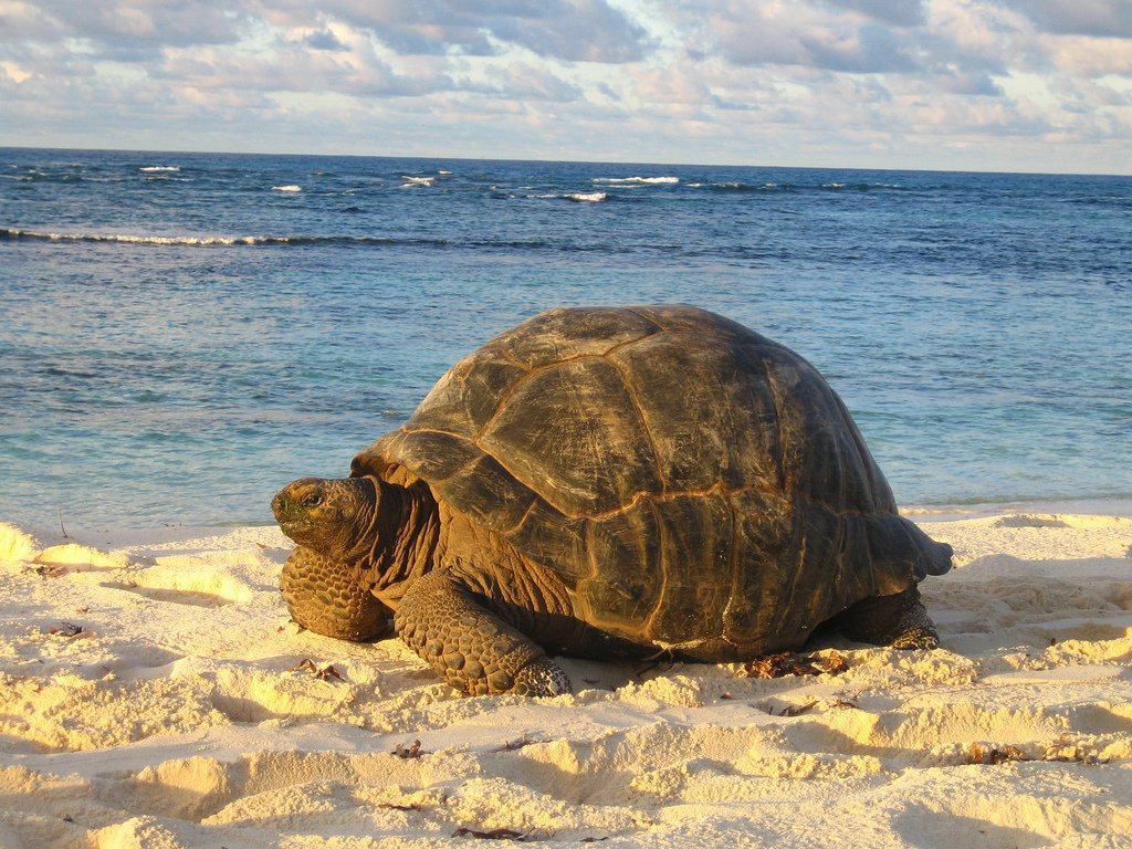 Огромная черепаха на острове Бёрд – фотографии Сейшельских островов
