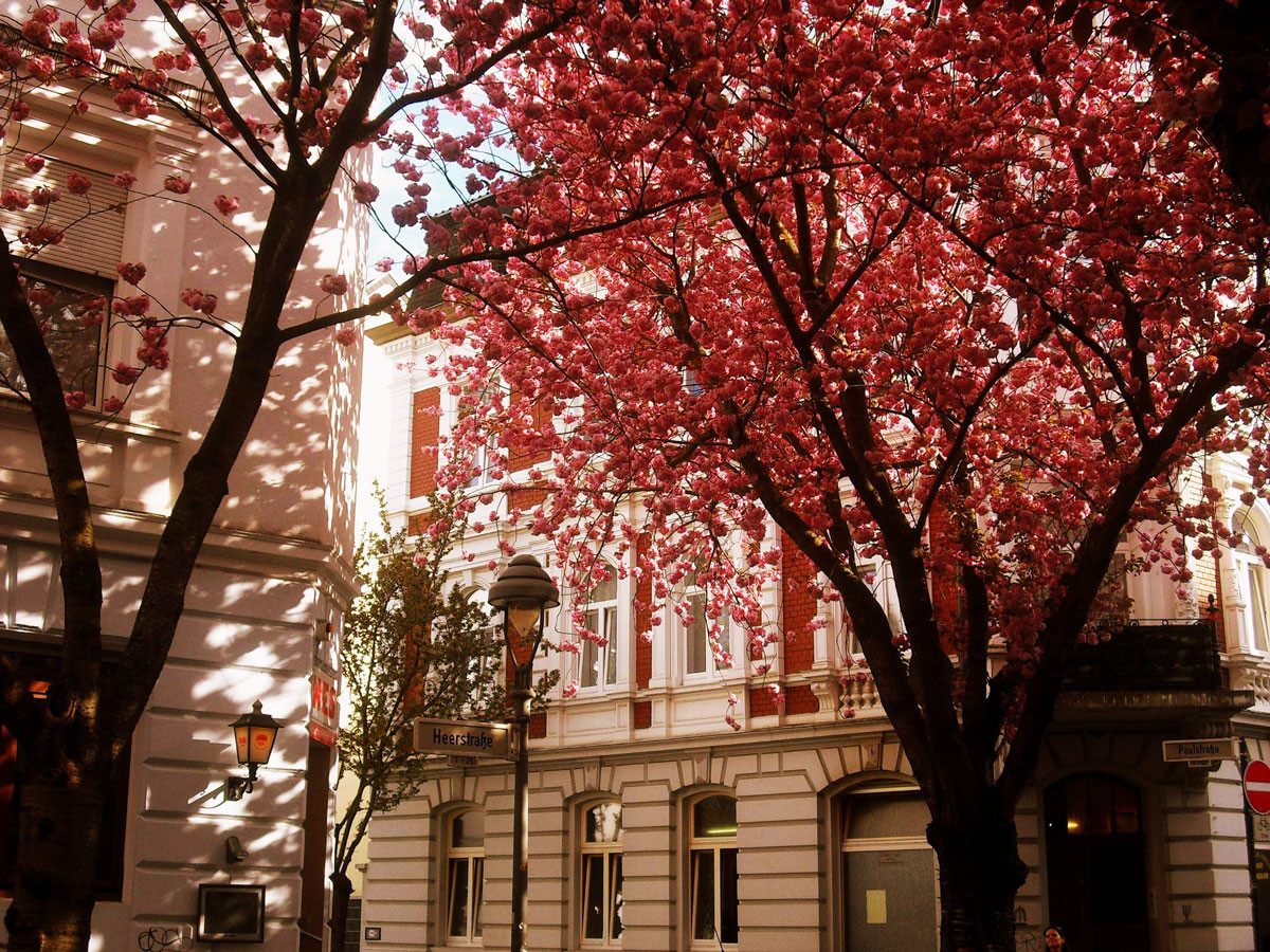 Сакура в вишнёвом туннеле в Германии цветёт только около 10 дней и только в начале-середина апреля – фотографии Германии