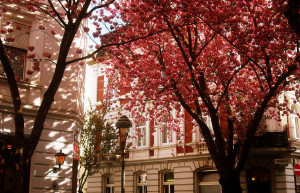 Сакура в вишнёвом туннеле в Германии цветёт только около 10 дней и только в начале-середина апреля – фотографии Германии