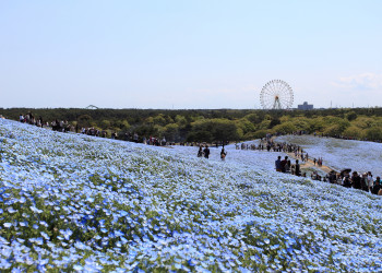 В парке Хитачи-Сисайд – фотографии Японии