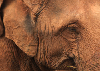 Слоновий питомник Пиннавела на острове Шри-Ланка. Фото 9 – фотографии Шри-Ланки