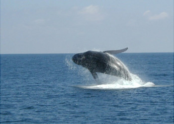 Самана, Доминикана, фото № 30667 – фотографии Доминиканы