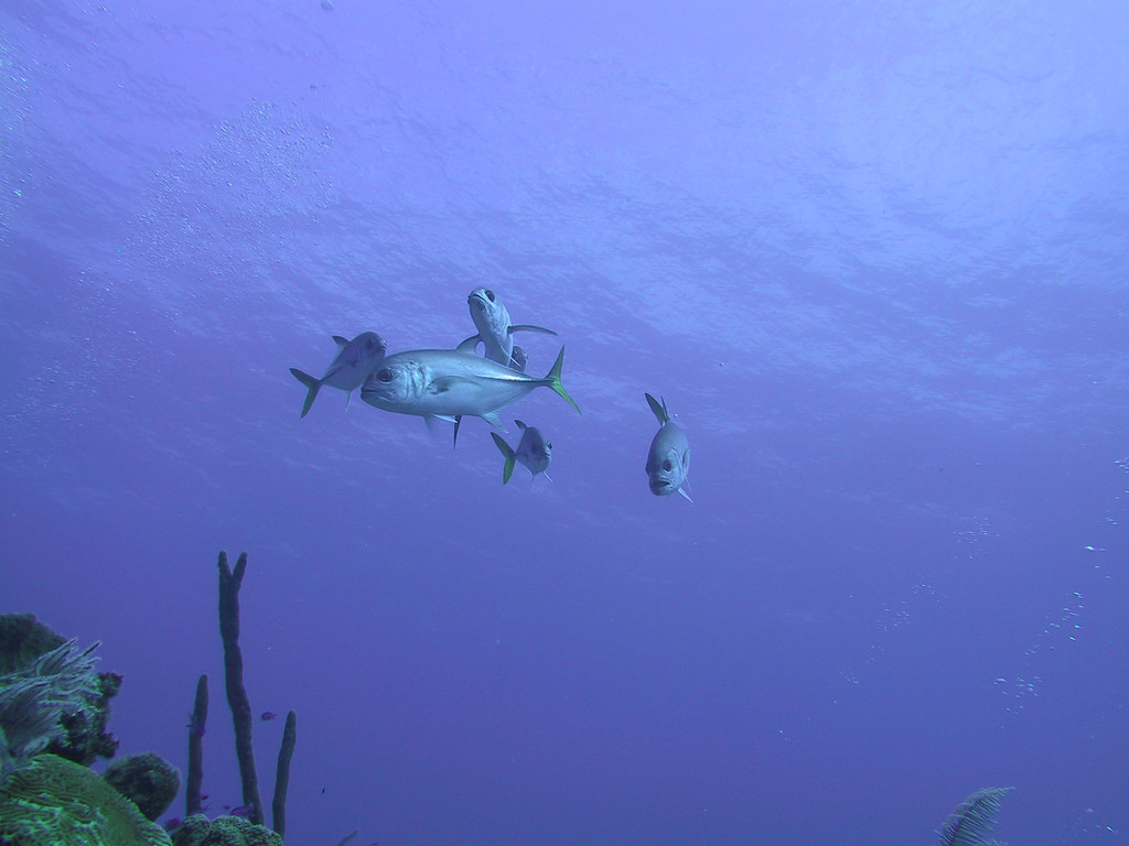 Дайвинг в водах Саут-Кайкос (South Caicos) – фотографии Тёркс и Кайкос