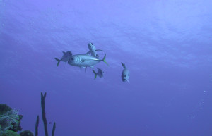 Дайвинг в водах Саут-Кайкос (South Caicos) – фотографии Тёркс и Кайкос