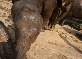 Слоновий питомник в Пиннавеле в 40 км от Канди – фотографии Шри-Ланки