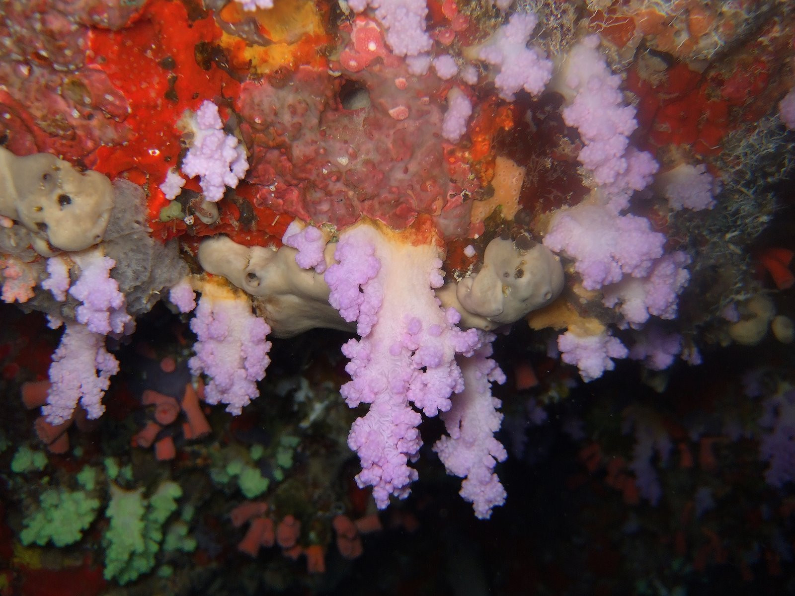 Кораллы на Мальдивах. Фото 3 – фотографии Мальдивских островов