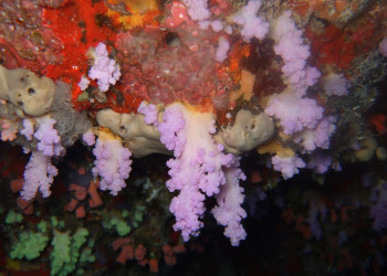 Кораллы на Мальдивах. Фото 3 – фотографии Мальдивских островов