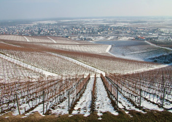 Токай, Венгрия, фото № 70746 – фотографии Венгрии