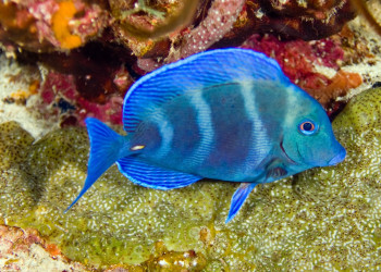 Curacao – фотографии Кюрасао