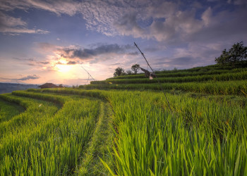 Рисовые террасы Jatiluwih на острове Бали. Фото 11 – фотографии Индонезии