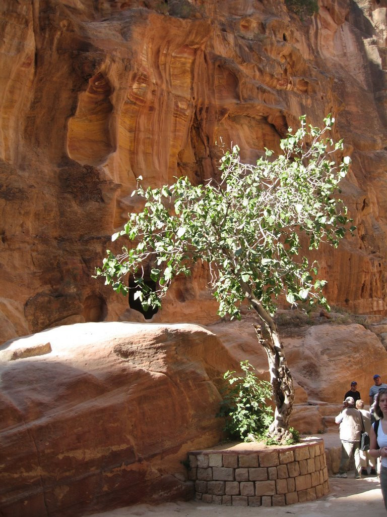 Петра, Иордания, фото № 37281 – фотографии Иордании