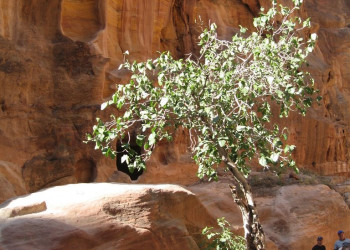 Петра, Иордания, фото № 37281 – фотографии Иордании