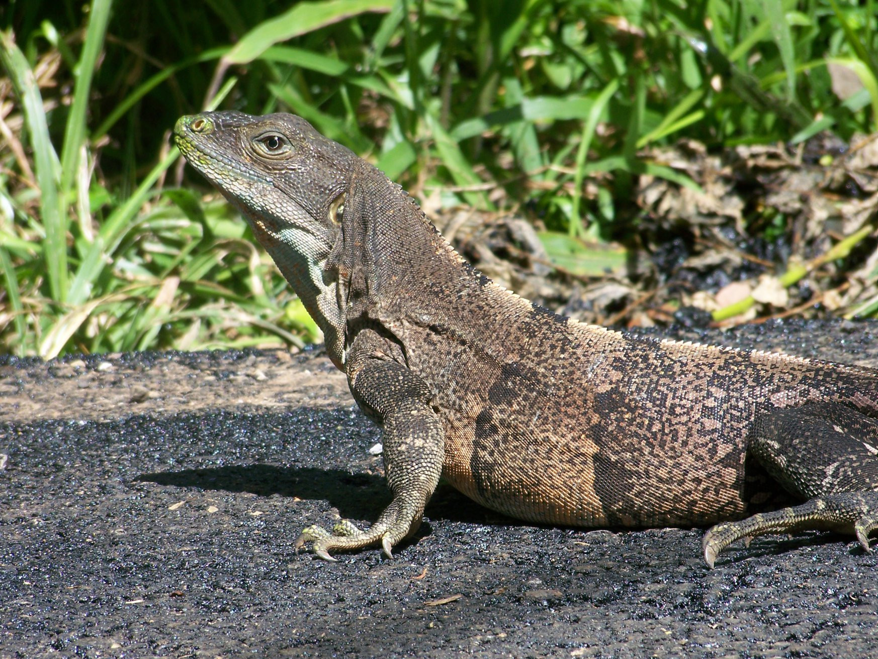 Санта Роза Национальный Парк, Гуанакасте провинция, Коста-Рика, фото № 39324 – фотографии Коста-Рики