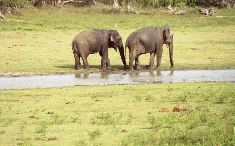 Яла Национальный Парк, Шри-Ланка, фото № 52700 – фотографии Шри-Ланки