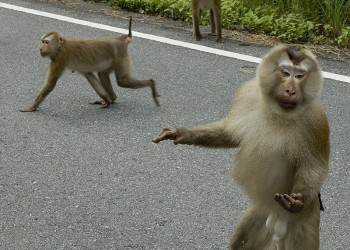Животные Национального парка, Тайланд. Фото 1 – фотографии Таиланда