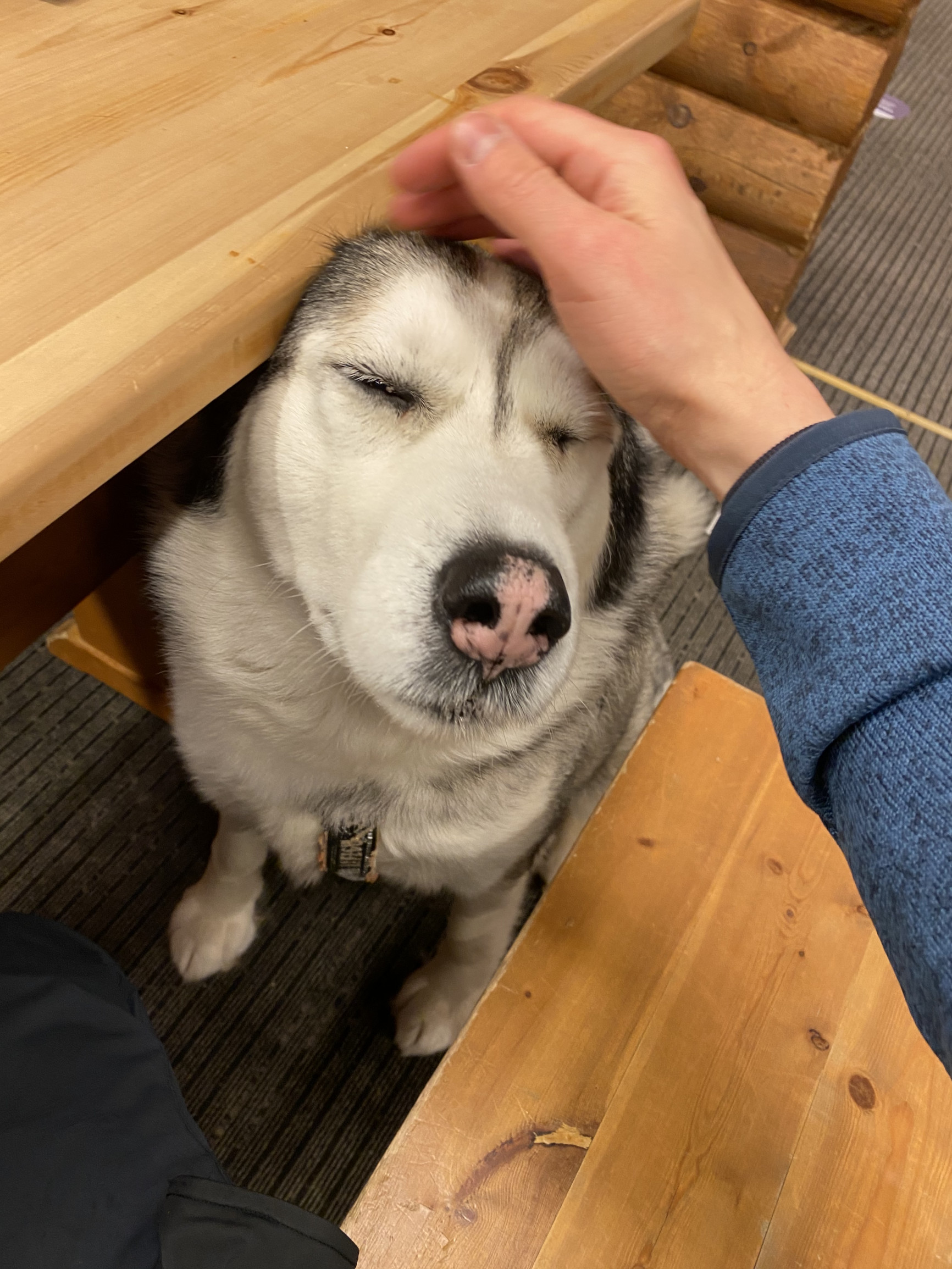 Пёс-спасатель по кличке Марсель, курорт Большой Вудьявр – фотографии России