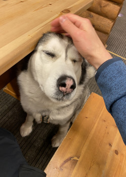 Пёс-спасатель по кличке Марсель, курорт Большой Вудьявр – фотографии России