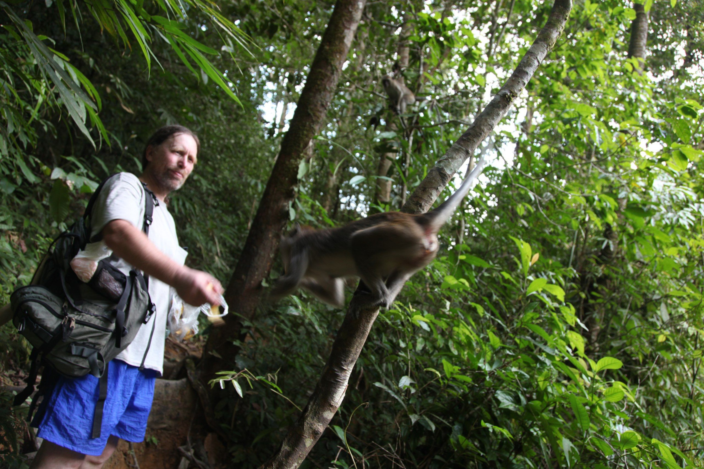 Заповедник Као Сок, Таиланд – фотографии