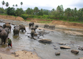 Берувела, Шри-Ланка, фото № 50764 – фотографии Шри-Ланки