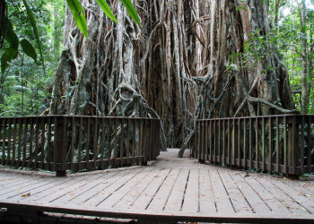 Дерево-собор (Cathedral Fig Tree), Атертон, Австралия. Фото 4 – фотографии Австралии