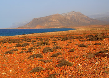 Остров Сокотра. Фото 1 – фотографии Йемена