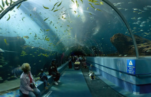 Океанариум в Атланте. Крупнейший в США и на континенте – фотографии США