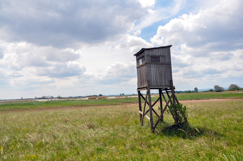 Наблюдательная площадка за птицами в парке Нойзидлерзе-Зевинкель – фотографии Австрии