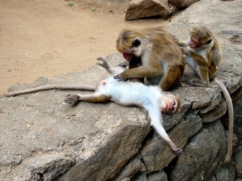 Дамбулла, Шри-Ланка, фото № 51075 – фотографии Шри-Ланки