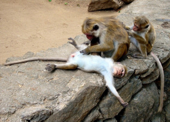 Дамбулла, Шри-Ланка, фото № 51075 – фотографии Шри-Ланки