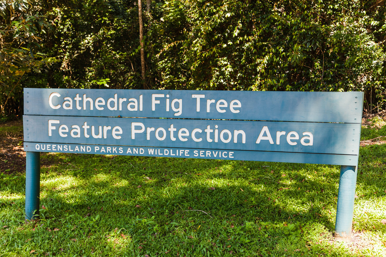 Дерево-собор (Cathedral Fig Tree) – фотографии Австралии
