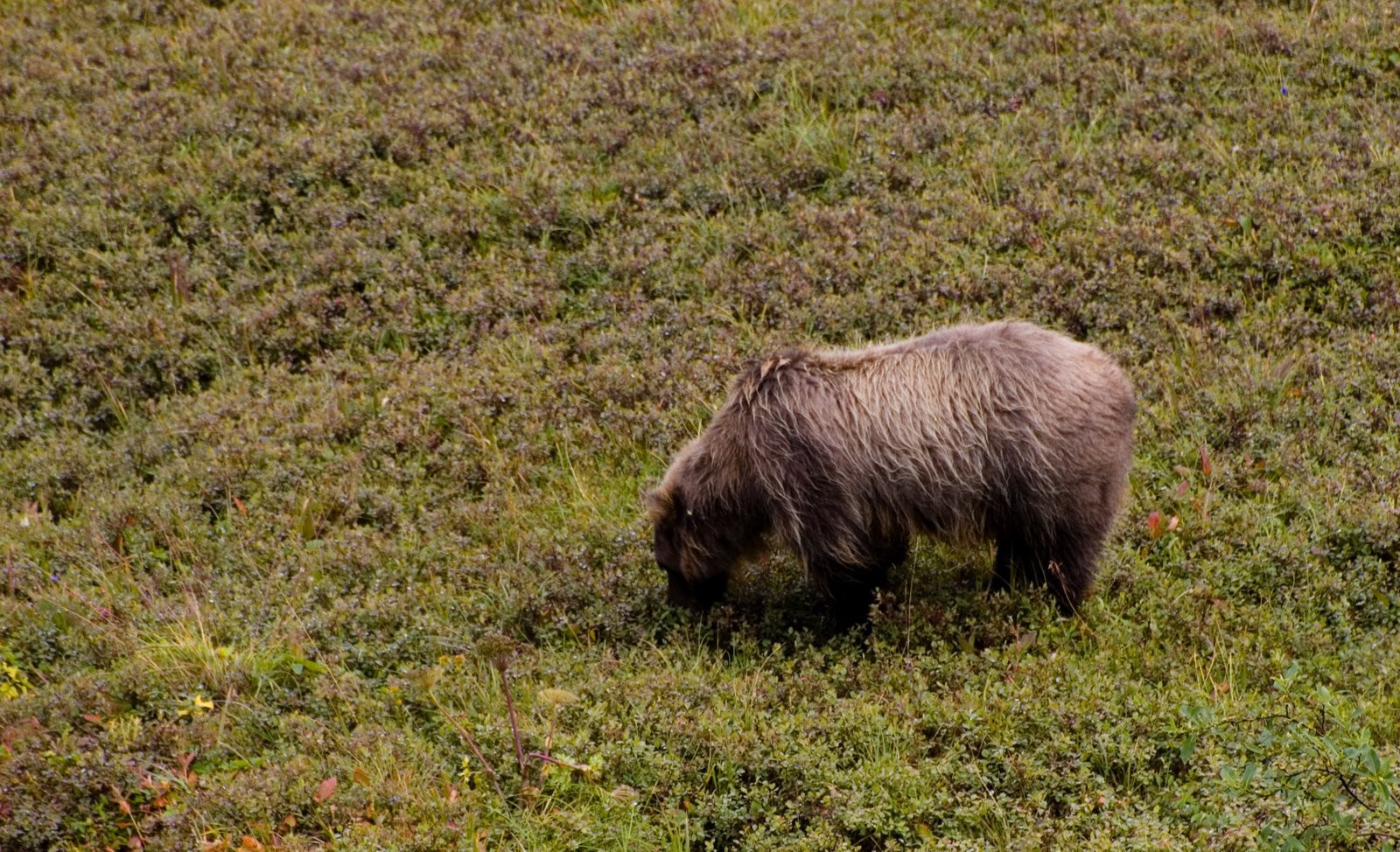 Аляска штат, США, фото № 67693 – фотографии США