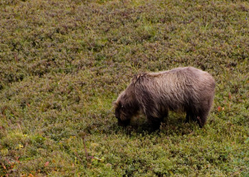 Аляска штат, США, фото № 67693 – фотографии США