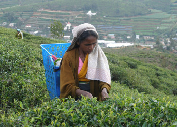 Нувара Элия, Шри-Ланка, фото № 52082 – фотографии Шри-Ланки