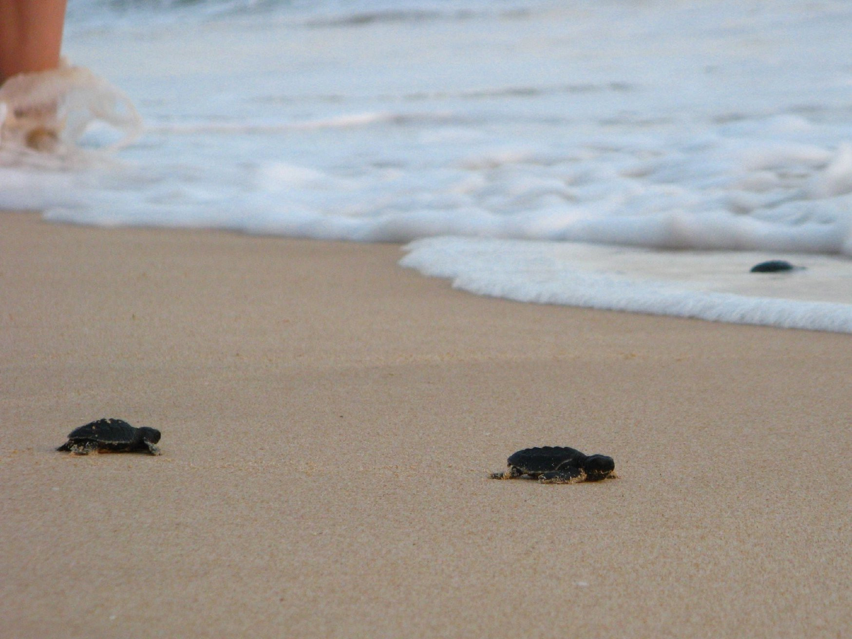 Коггала, Шри-Ланка, фото № 51585 – фотографии Шри-Ланки